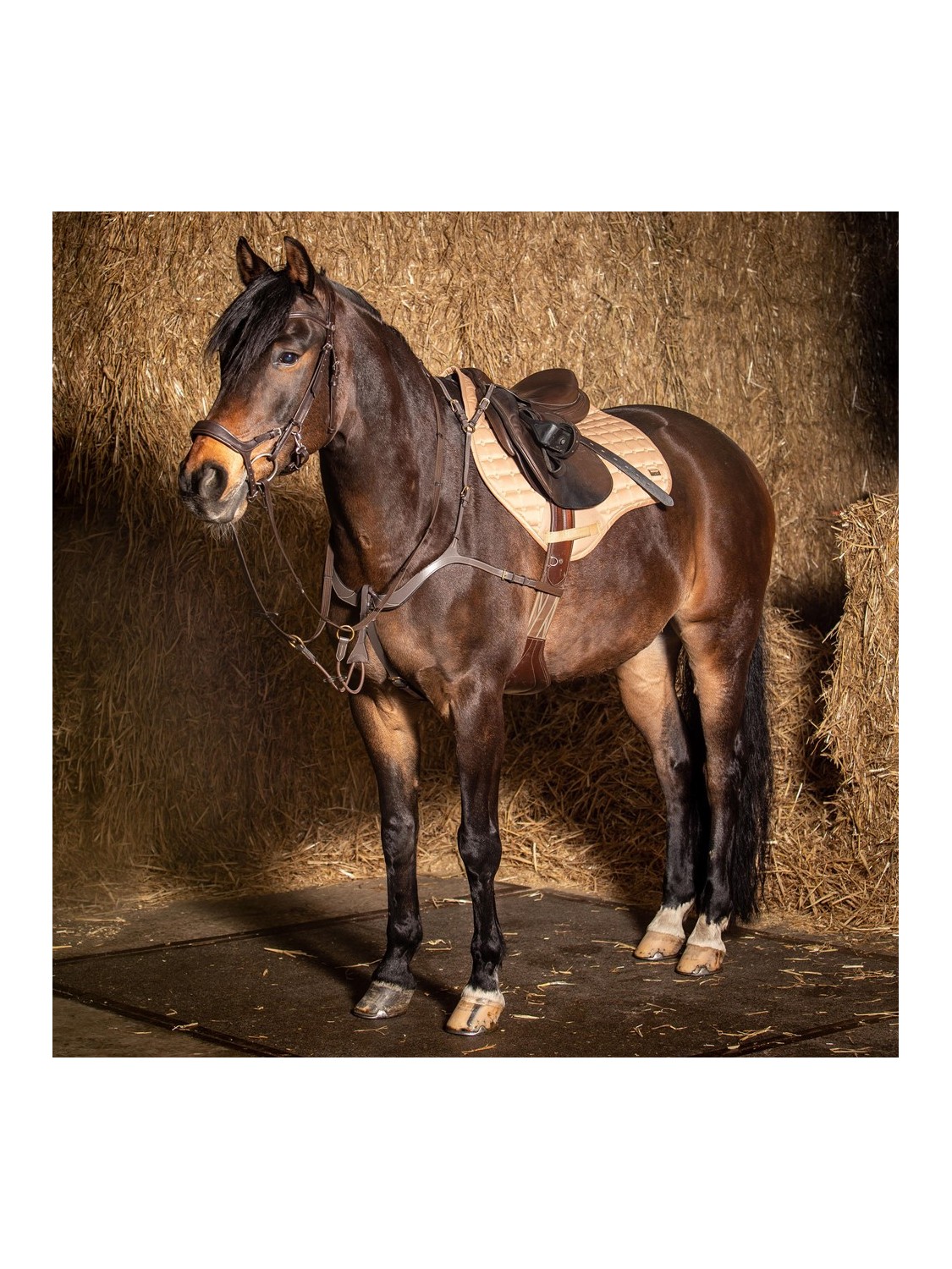 TAPIS DE SELLE CHEVAL OXER HARRY'S HORSE