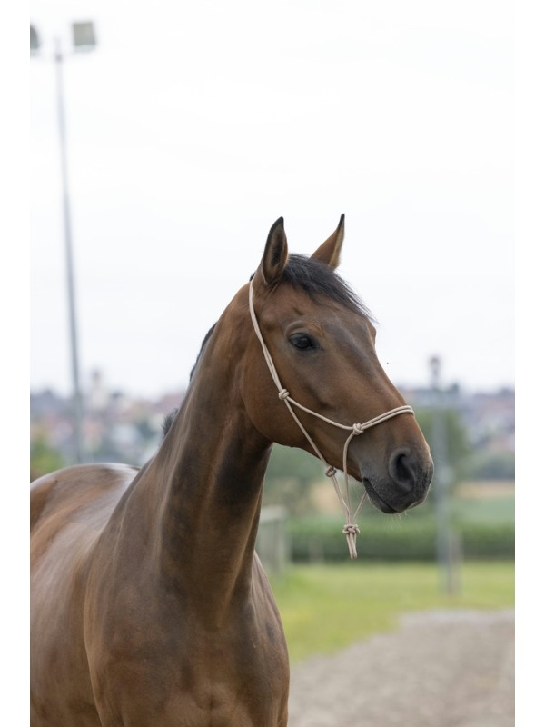 LICOL EN CORDE CHEVAL FIRST NORTON