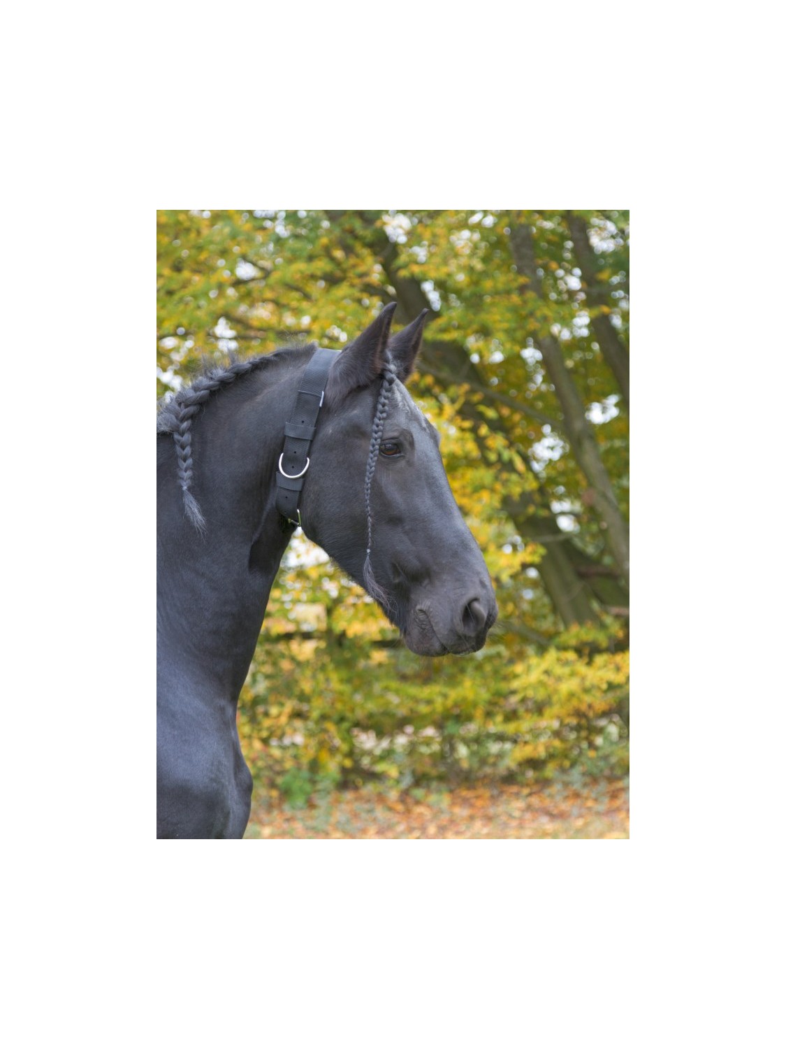 COLLIER D'ATTACHE POUR CHEVAL EN  NYLON KERBL