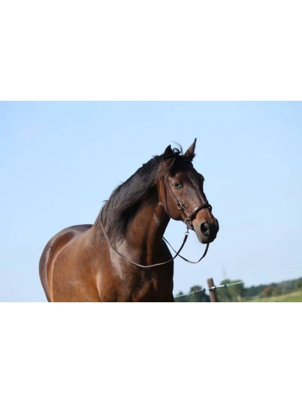 SIDEPUL CHEVAL PARDOES SYSTEME 3 - FRA