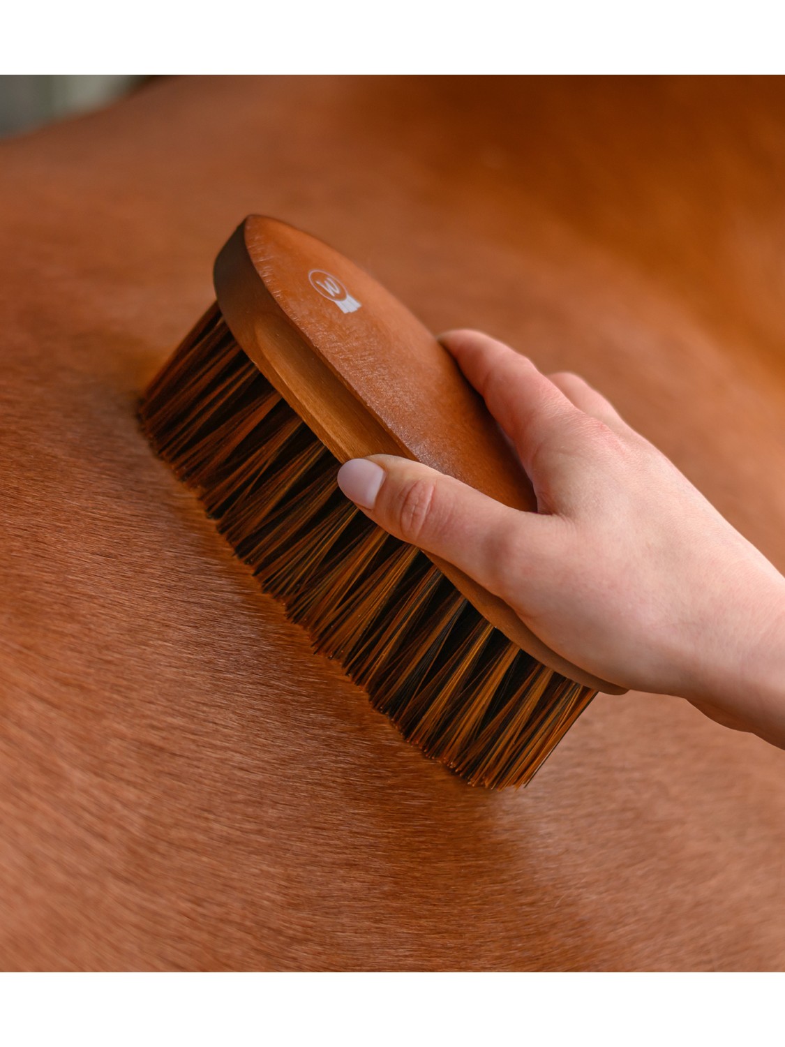 BROSSE DOUCE, POIL LONG POUR CHEVAL "HARDWOOD" WALDHAUSEN