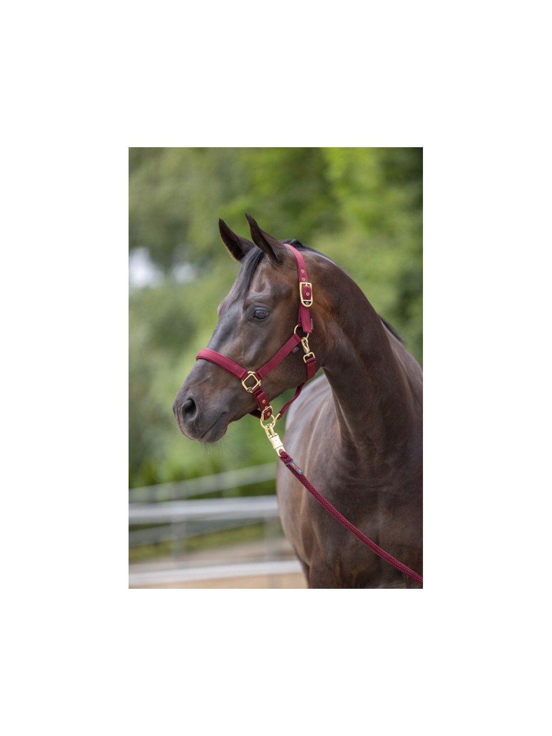 LICOL CHEVAL "CLASSY" KERBL