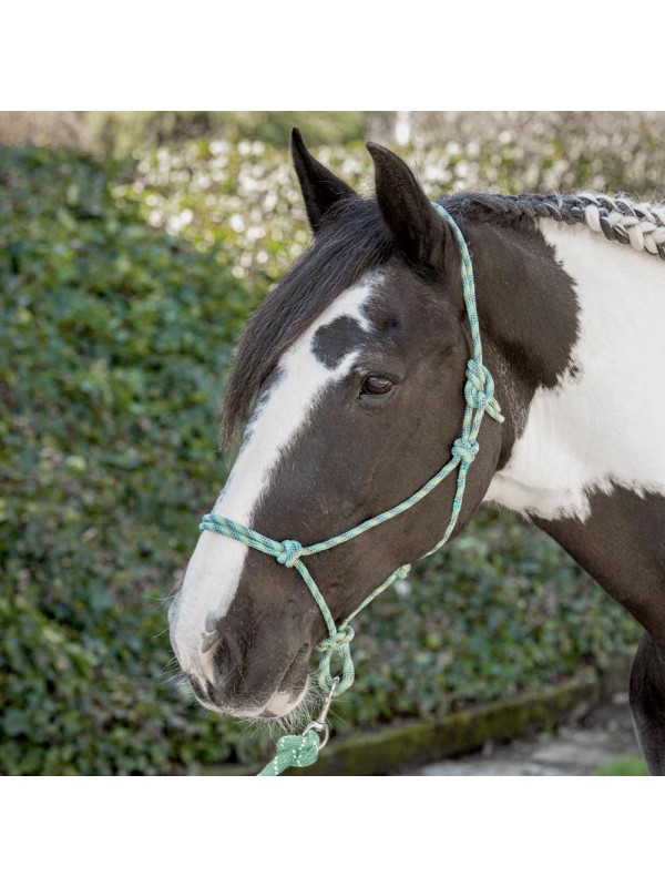 LICOL ETHOLOGIQUE EN CORDE, HARRYS HORSE