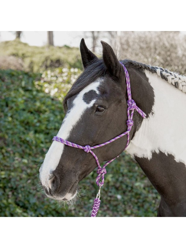 LICOL ETHOLOGIQUE EN CORDE, HARRYS HORSE