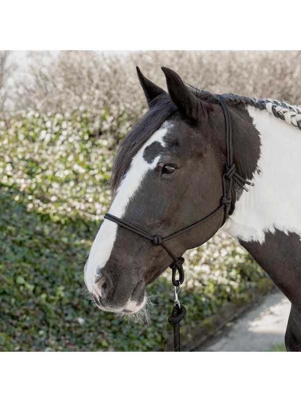 LICOL ETHOLOGIQUE EN CORDE, HARRYS HORSE