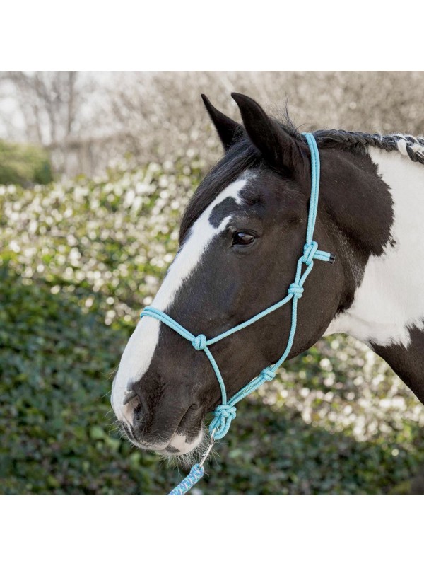 LICOL ETHOLOGIQUE EN CORDE, HARRYS HORSE