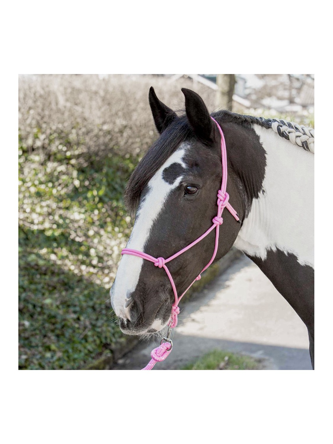 LICOL ETHOLOGIQUE EN CORDE, HARRYS HORSE