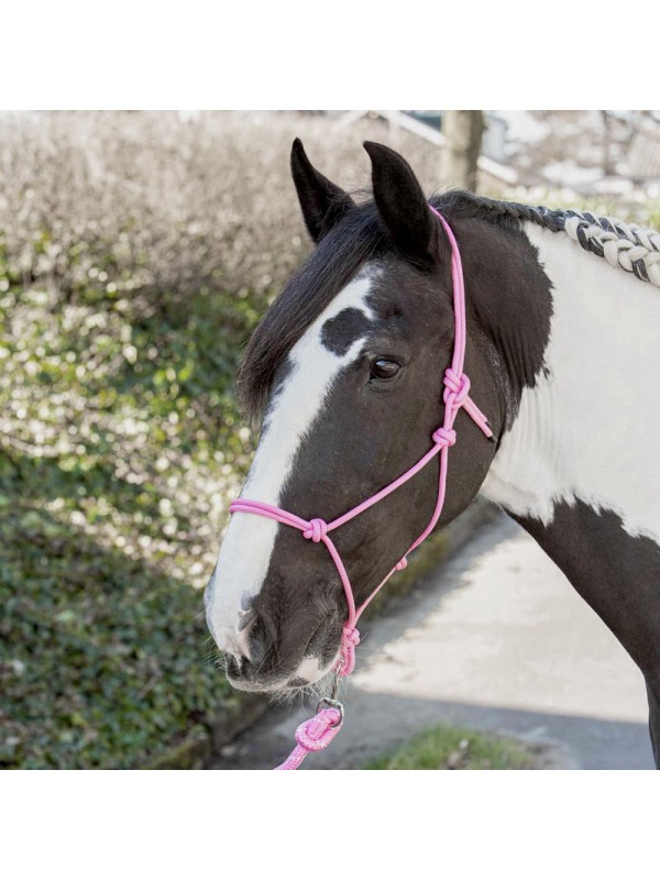 LICOL ETHOLOGIQUE EN CORDE, HARRYS HORSE