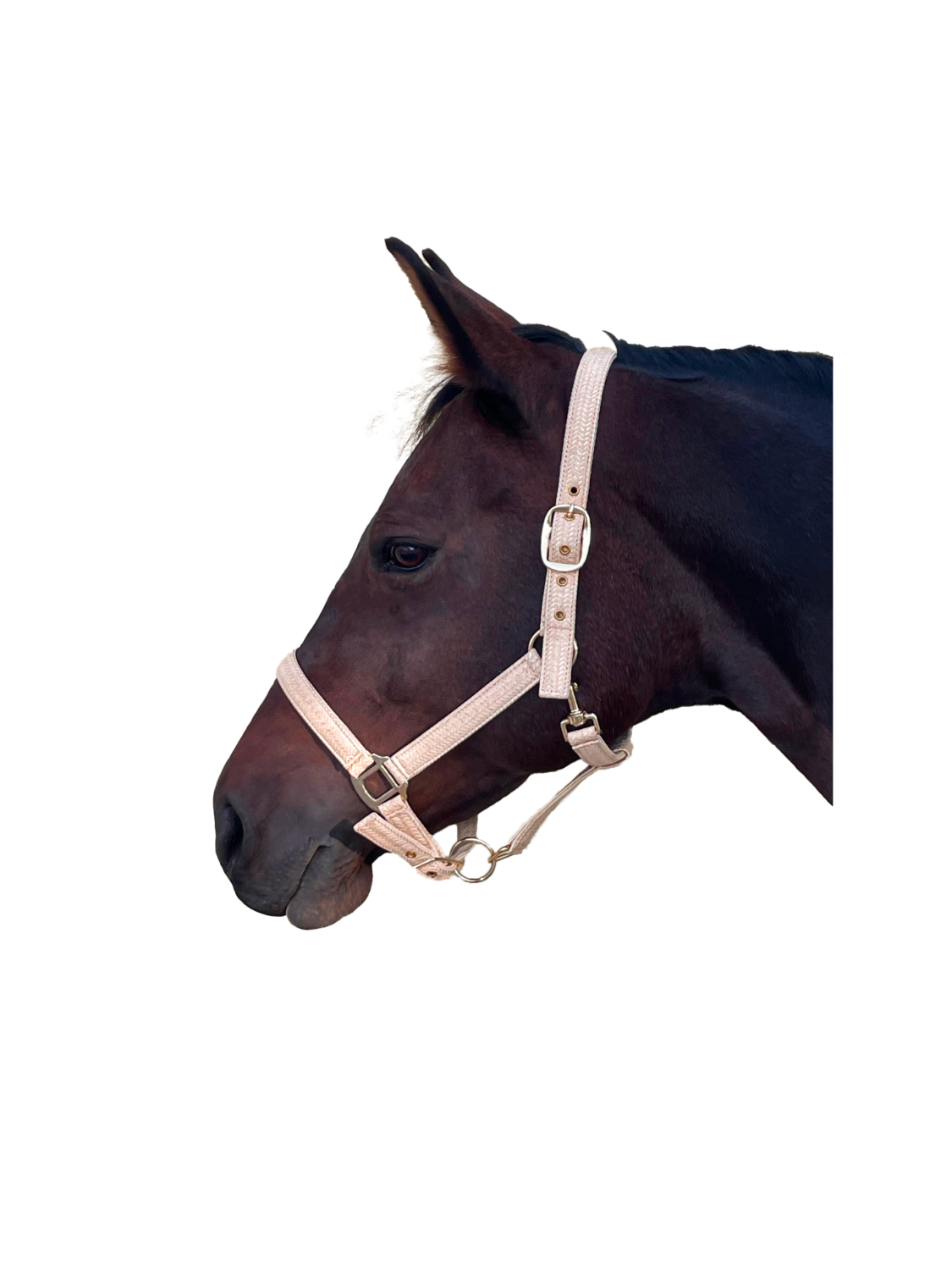 LICOL CHEVAL "MALIBU" CANTER