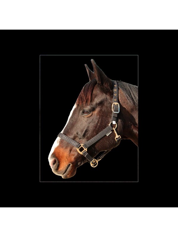 LICOL CHEVAL "MALIBU" CANTER