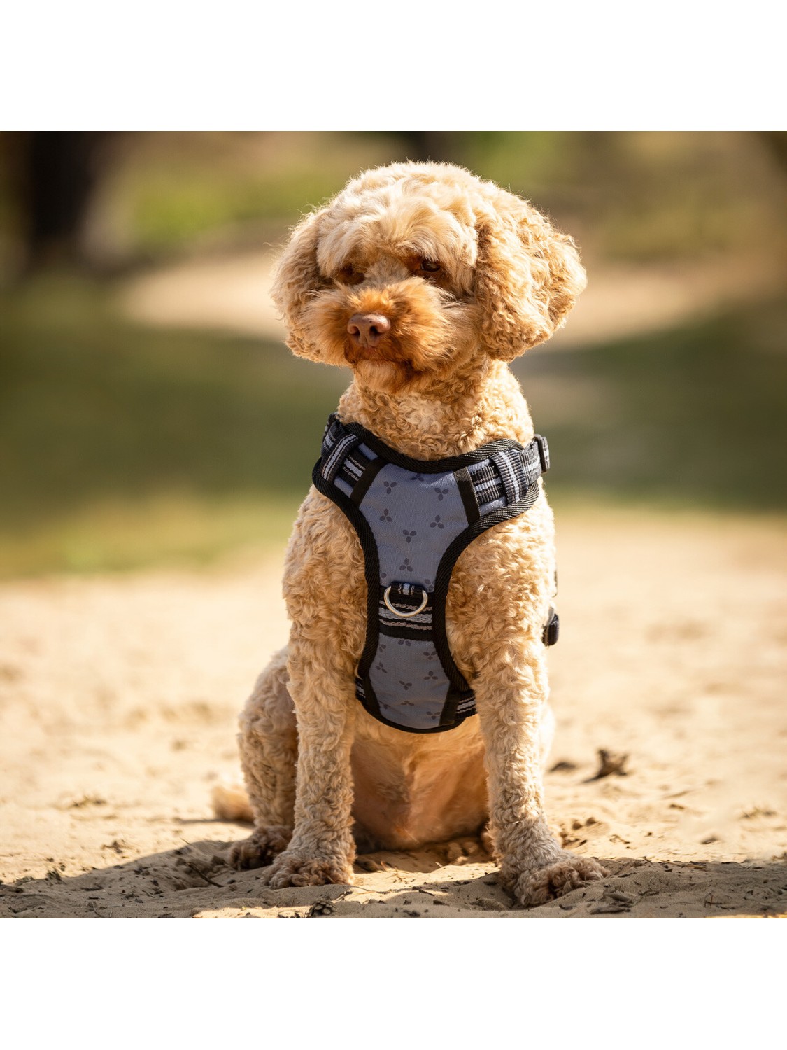 HARNAIS POUR CHIEN ETE26 "QHP"