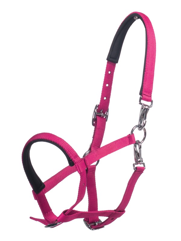 LICOL POUR POULAIN " MILLIE HKM "