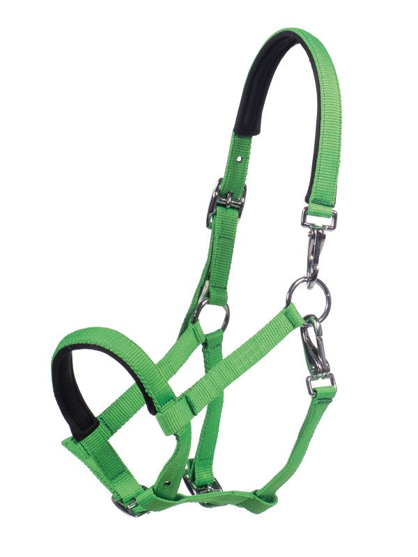 LICOL POUR POULAIN " MILLIE HKM "