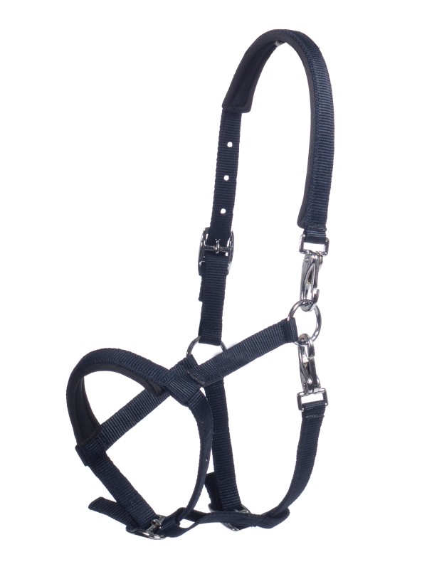 LICOL POUR POULAIN " MILLIE HKM "