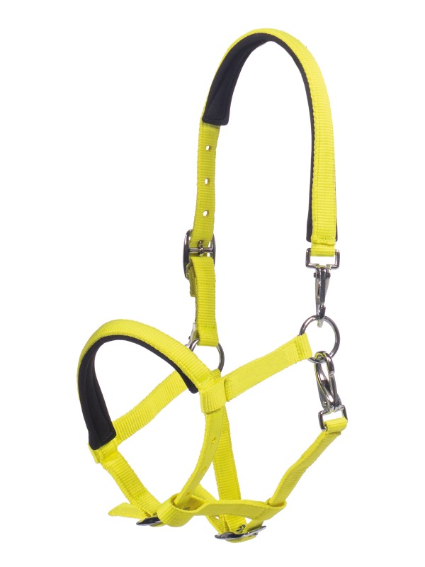 LICOL POUR POULAIN " MILLIE HKM "
