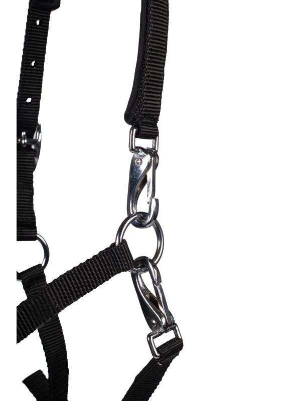 LICOL POUR POULAIN " MILLIE HKM "