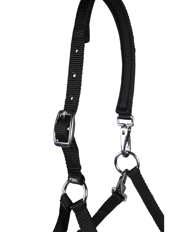 LICOL POUR POULAIN " MILLIE HKM "