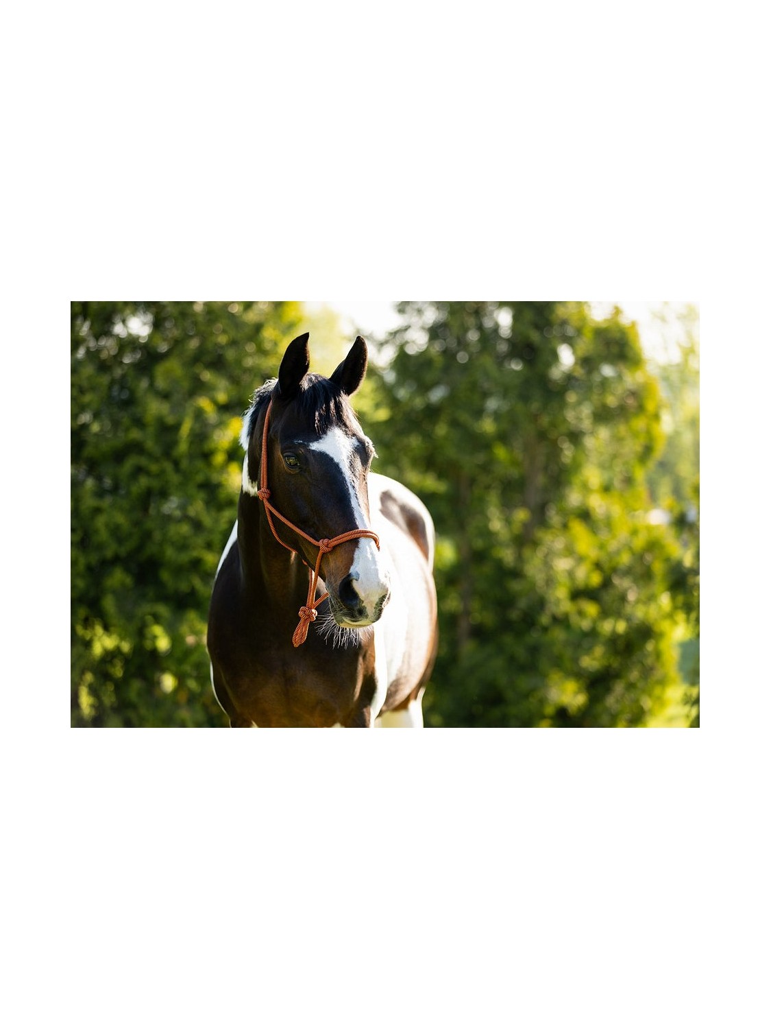 LICOL EN CORDE CHEVAL "KLARA" BR