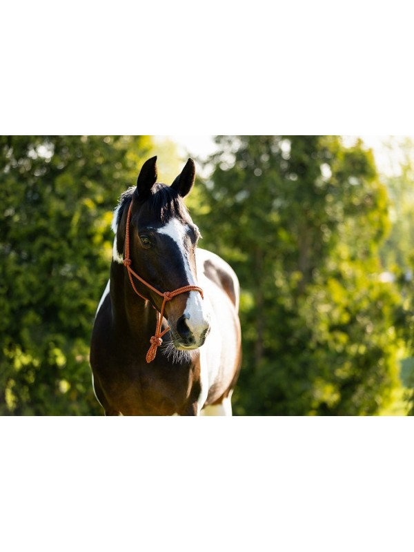 LICOL EN CORDE CHEVAL "KLARA" BR