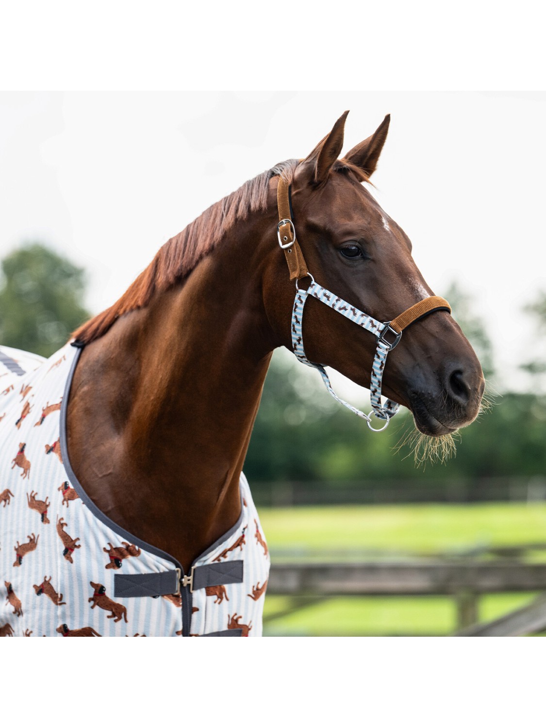 LICOL ET LONGE CHEVAL " STABLE BUDDY " QHP