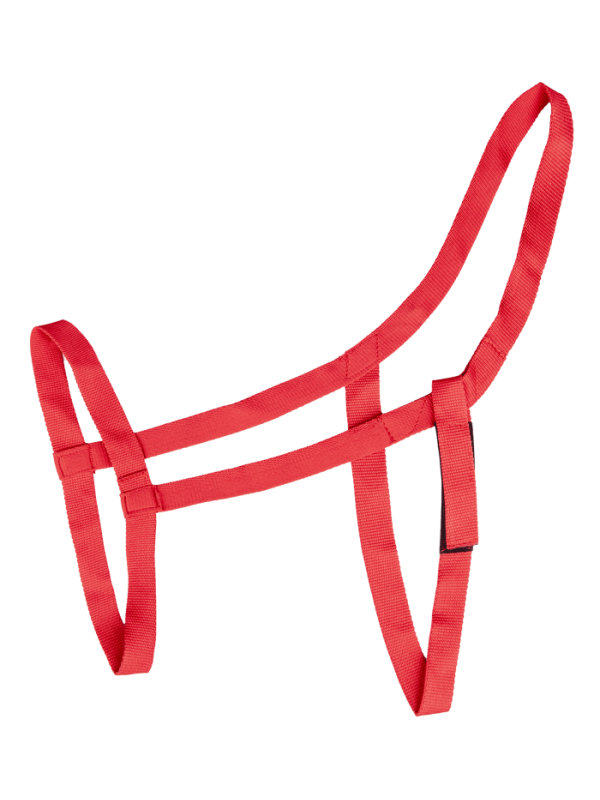 LICOL DE PATURAGE CHEVAL WALDHAUSEN