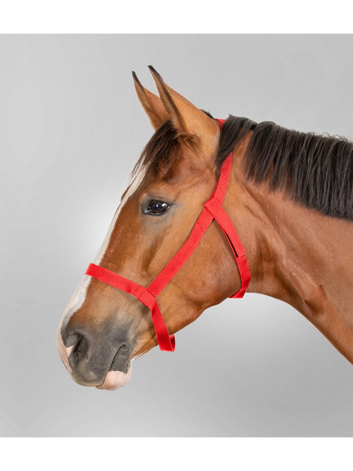 LICOL DE PATURAGE CHEVAL WALDHAUSEN